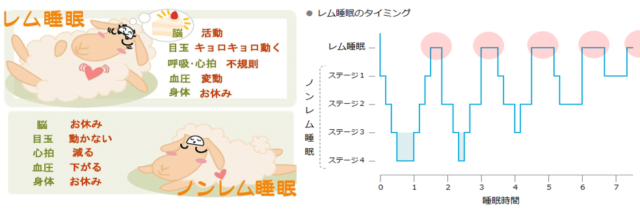 ﾚﾑ睡眠 ﾉﾝﾚﾑ睡眠とは 岐阜県大垣市の耳鼻咽喉科 アレルギー科 むらいクリニック
